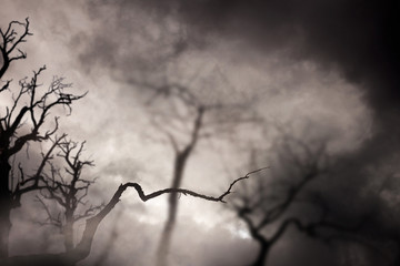 Fototapeta na wymiar Spooky dark forest with dead trees at night.