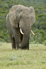 Fototapeta na wymiar Huge African elephant eating dry grass