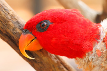 Parrot with red head feathers. Exotic bird eats fresh apple fruit. Creative portrait cropping