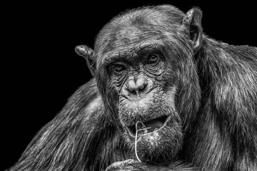 Wer beobachtet hier wen ? - Who is studying whom ?