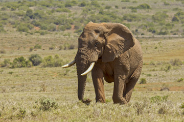 Male elephant walking in a savannah grassland