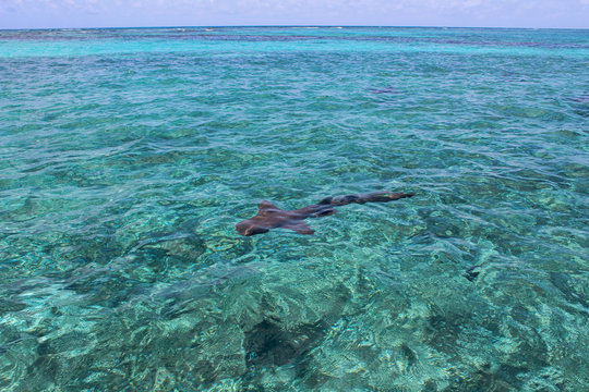 Squalo nutrice nell'acqua cristallina in Belize