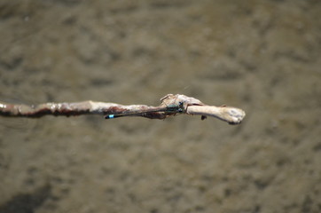 Agrion élégant (Ischnura elegans) 