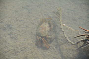 Crabe vert 