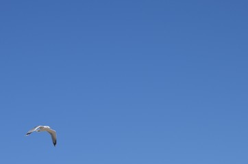 Goéland leucophée (Larus michahellis)