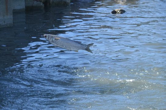 Poisson sautant devant un barrage