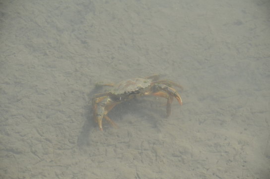 Crabe vert 