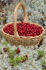 
    Preiselbeeren in einem Bastkorb