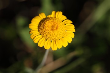 Golden Marguerite (Cota tinctoria)