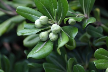 Green rhododendron fruits