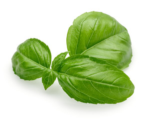 Basil