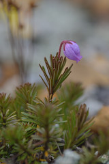  Bergheide ( Phyllodoce caerulea ) 
