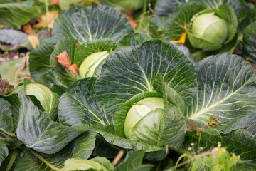 a good harvest of white cabbage in autumn field.