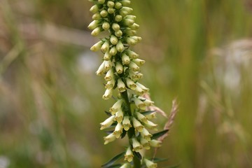 Straw foxglove (Digitalis lutea ssp australis)