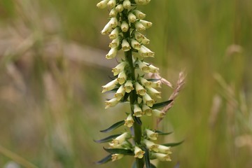 Straw foxglove (Digitalis lutea ssp australis) © ChrWeiss