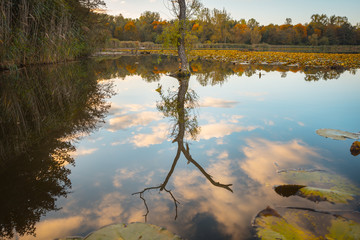 spiegelnder Baum
