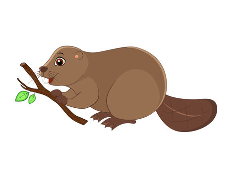 Cute cartoon  beaver vector illustration isolated on white background