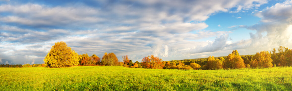 Fototapeta trees with multicolored leaves on the field