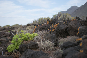 volcanic rocks with colorful plants