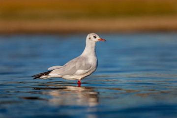 Wild gull of interior in the water