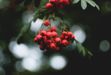 Berries on a Tree in Nature 