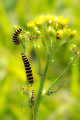 Black & yellow caterpillars (Zygaena sp.) on a yellow flowered plant