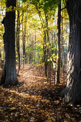 A Trail with Leaves on the Ground Through Trees 