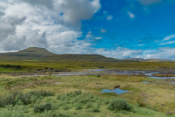 Fototapeta premium wildlife of green Scotland in england Skye Island