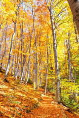 Obraz premium Autumn road in forest. 