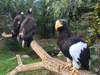 eagle