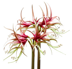 Amaryllis Hippeastrum sybister Chiko isolated on the white background