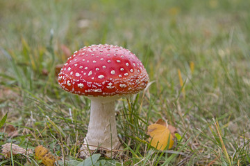 Fliegenpilz im Gras