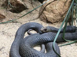 snake