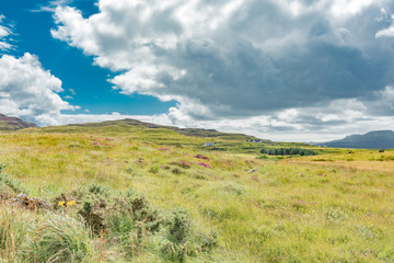 wildlife of green Scotland in england Skye Island