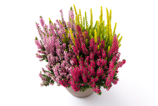 Besenheide (Calluna vulgaris)