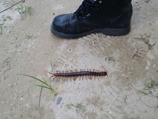 Great centipede on Koh Chang (Thailand)