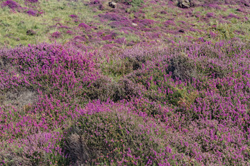 Obraz premium wildlife of green Scotland in england Skye Island