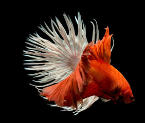 Siamese Fighting Fish Isolated on Black Background