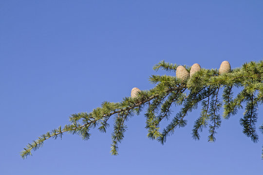 Ast eines Zedernbaumes