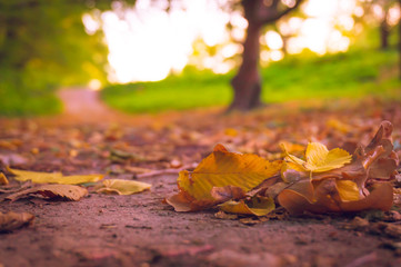 autumn walk in the park