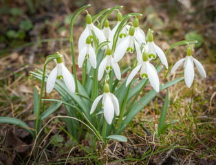 A group of flowering snodrops in spring