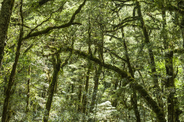 Fototapeta premium Nowa Zelandia Rainforest
