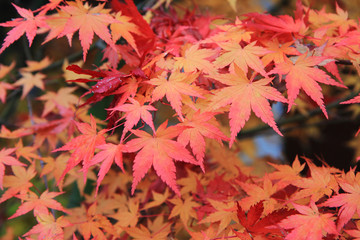 Naklejka na ściany i meble autumn color leaves texture