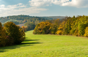 Meadow and deciduous forest in autumn with colored leaves