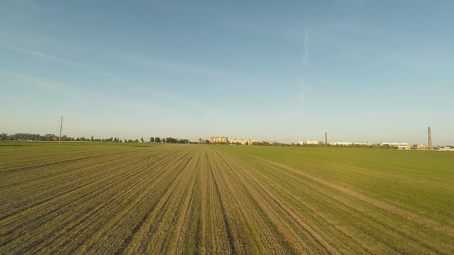 Young crops of wheat. Winter cereals. A green field of the ascending wheat at sunset on the outskirts of the city. Aerial view.