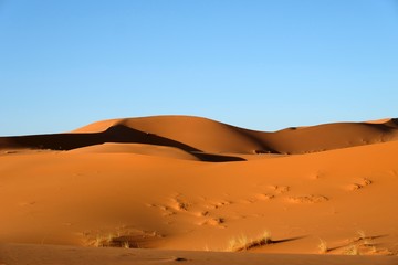Fototapeta na wymiar Sand dunes in Sahara desert.