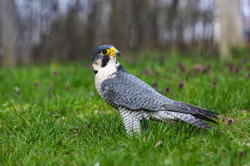 Falco peregrinus calidus arctic falcon