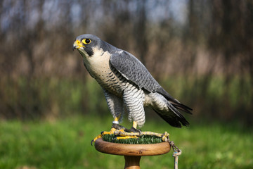 Falco peregrinus calidus arctic falcon on perch