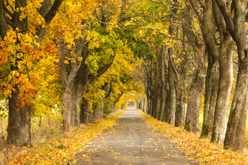 Autumn Road. /Kashubia, Poland 