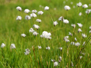 Fototapeta premium Fruchtstand vom Scheidigen Wollgras / Eriophorum vaginatum